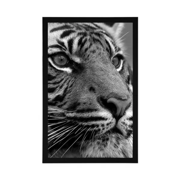Plagát bengálsky tiger v čiernobielom prevedení