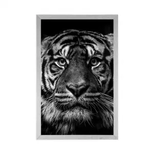 Plagát tiger v čiernobielom prevedení