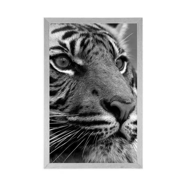 Plagát bengálsky tiger v čiernobielom prevedení