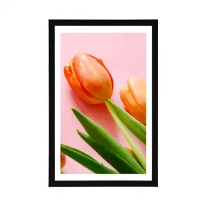 Plagát s paspartou elegantný tulipán