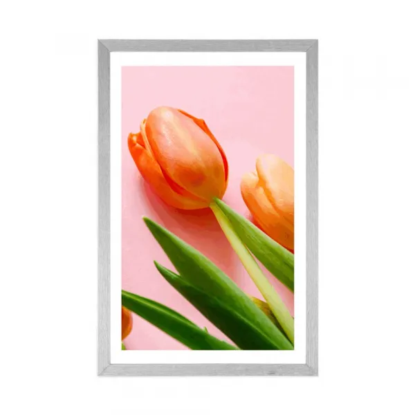 Plagát s paspartou elegantný tulipán