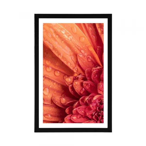 Plagát s paspartou oranžová gerbera s kvapkami vody