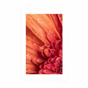 Plagát s paspartou oranžová gerbera s kvapkami vody