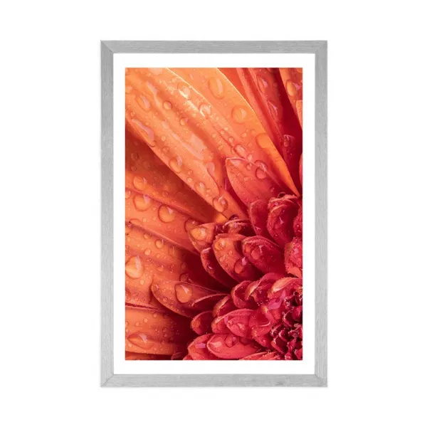 Plagát s paspartou oranžová gerbera s kvapkami vody