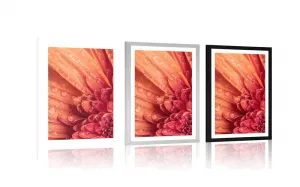 Plagát s paspartou oranžová gerbera s kvapkami vody