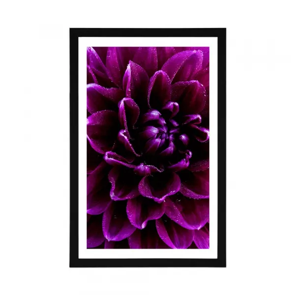 Plagát s paspartou purpurovo-fialový kvet