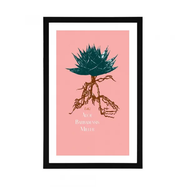 Plagát s paspartou a nápisom Aloe Barbadensis Miller
