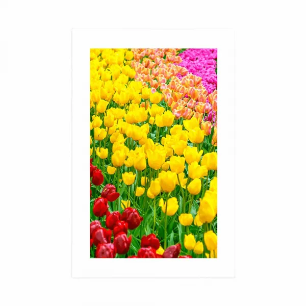 Plagát s paspartou záhrada plná tulipánov