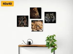 Set obrazov divoké zvieratá