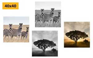 Set obrazov zvieratá žijúce na Savane