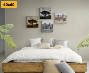 Set obrazov zvieratá žijúce na Savane