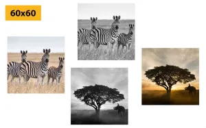 Set obrazov zvieratá žijúce na Savane