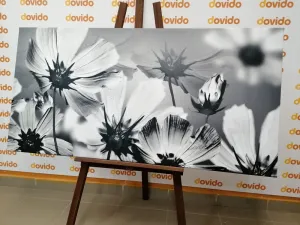 Obraz záhradné kvety v čiernobielom prevedení
