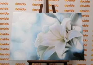 Obraz biely kvet ľalie na abstraktnom pozadí