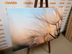 Obraz púpava na poli pri východe slnka