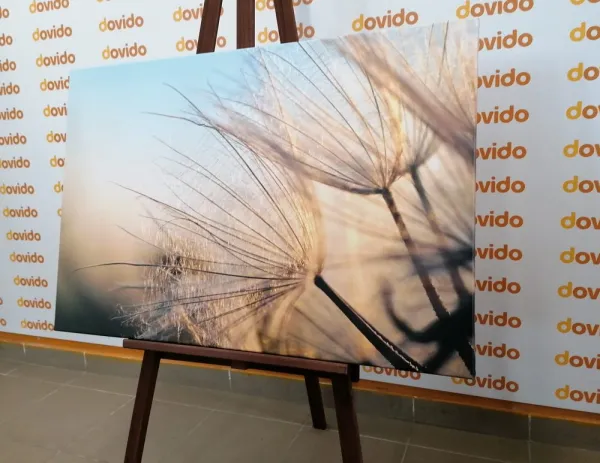 Obraz púpava na poli pri východe slnka