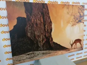 Obraz africká antilopa