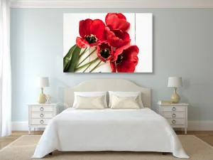 Obraz rozkvitnuté červené tulipány