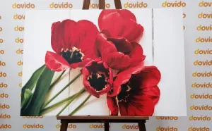 Obraz rozkvitnuté červené tulipány