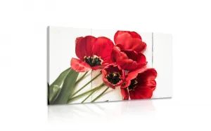 Obraz rozkvitnuté červené tulipány