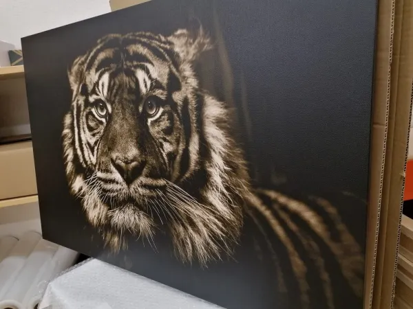 Obraz tiger v sépiovom prevedení