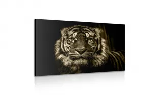 Obraz tiger v sépiovom prevedení