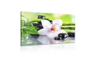 Obraz japonská orchidea