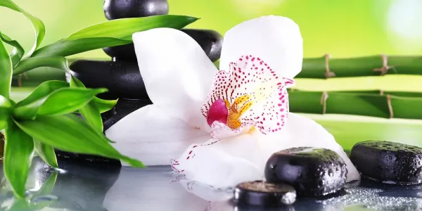 Obraz orchidea s japonskou tematikou