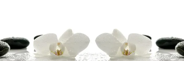 Obraz biele kvety orchidey