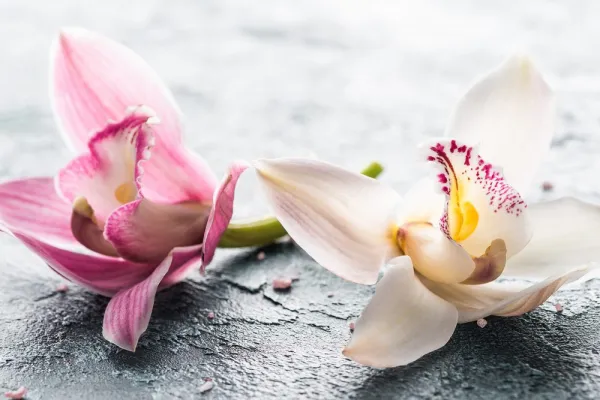 Obraz dva farebné kvety orchidey