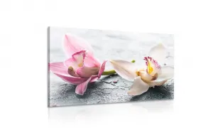 Obraz dva farebné kvety orchidey