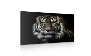 Obraz tiger