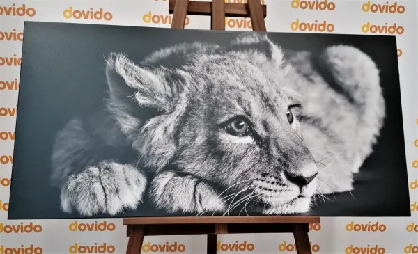 Obraz mláďa leva v čiernobielom prevedení
