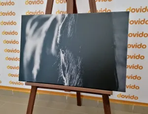 Obraz majestátny kôň v čiernobielom prevedení