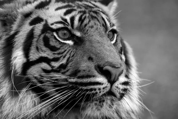 Obraz bengálsky tiger v čiernobielom prevedení