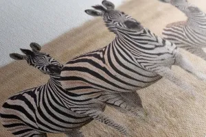 Obraz tri zebry v savane