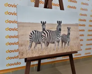 Obraz tri zebry v savane