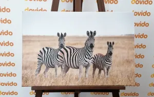 Obraz tri zebry v savane