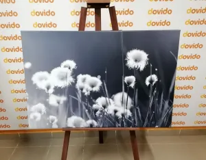 Obraz bavlnená tráva v čiernobielom prevedení