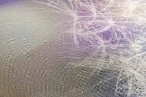 Obraz detailný pohľad na púpavu