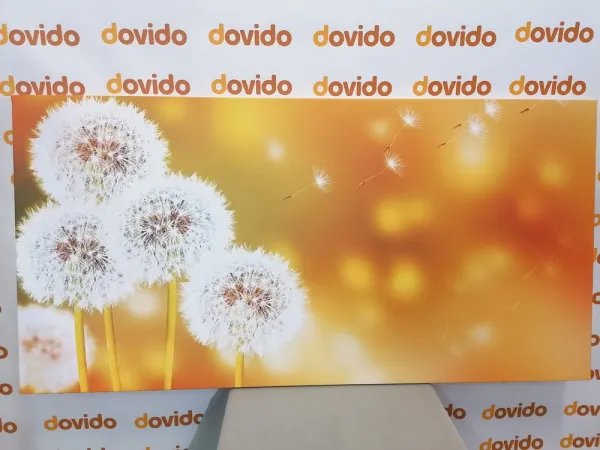 Obraz nadýchaná púpava