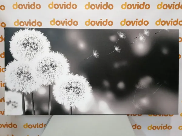 Obraz nadýchaná púpava v čiernobielom prevedení