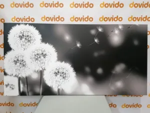 Obraz nadýchaná púpava v čiernobielom prevedení