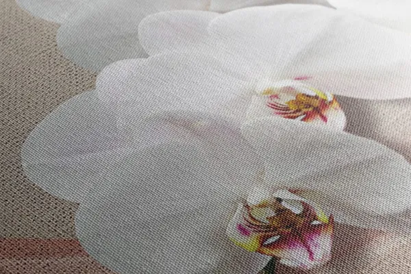 Obraz biela orchidea na plátne
