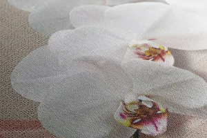 Obraz biela orchidea na plátne