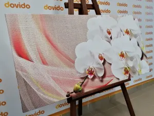 Obraz biela orchidea na plátne