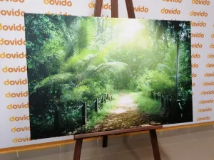 Obraz cestička na ostrove Seychely