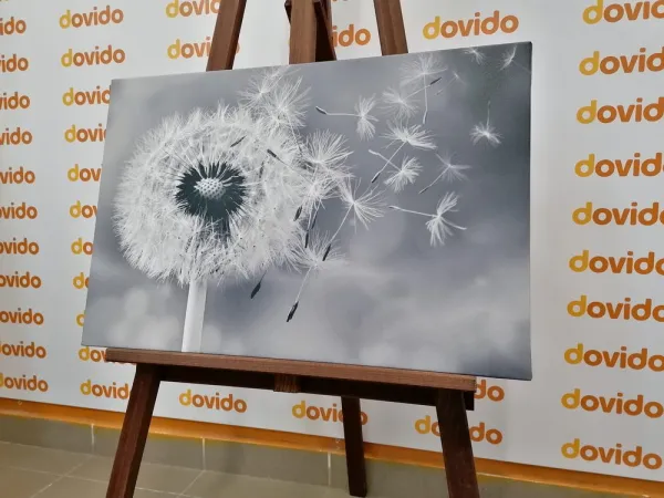 Obraz čarovná púpava v čiernobielom prevedení