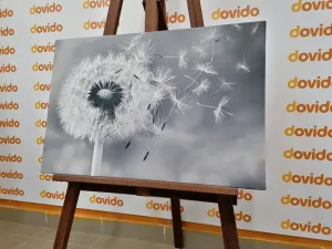 Obraz čarovná púpava v čiernobielom prevedení