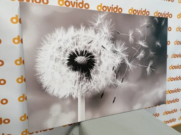 Obraz čarovná púpava v čiernobielom prevedení